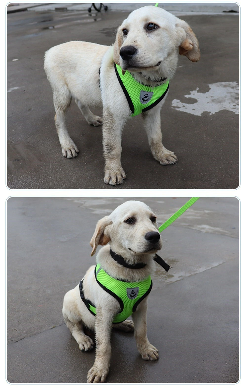 Two images of pink dog harness showing chest and back panels.