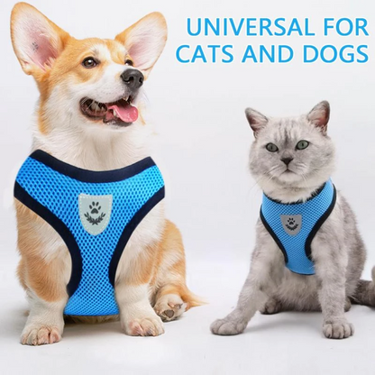 Two cats wearing blue adjustable mesh harnesses with front D-ring.