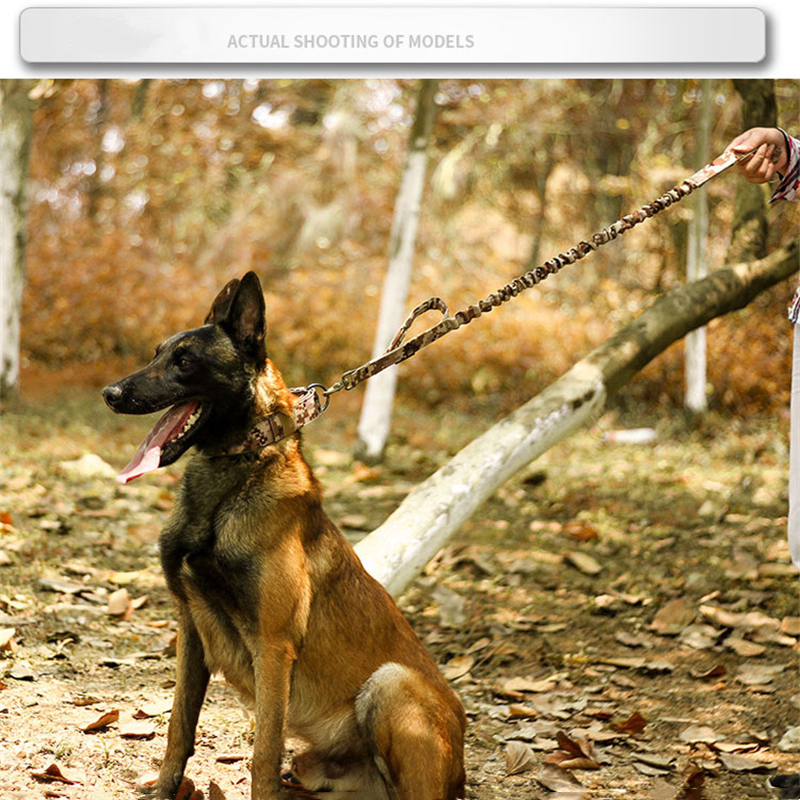 Side profile of Malinois dog with sturdy nylon collar and metal hardware.