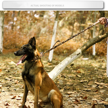 Side profile of Malinois dog with sturdy nylon collar and metal hardware.