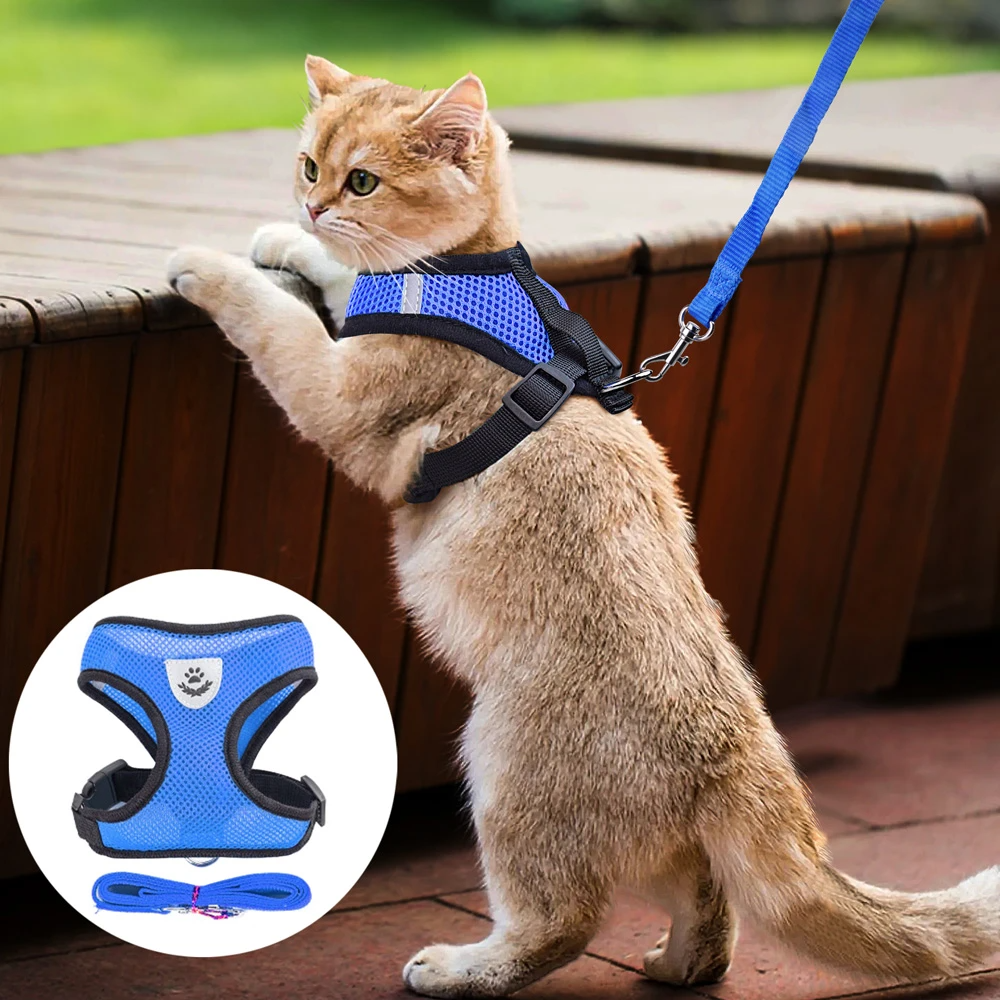 Ginger cat wearing a blue reflective harness attached to leash on a deck.