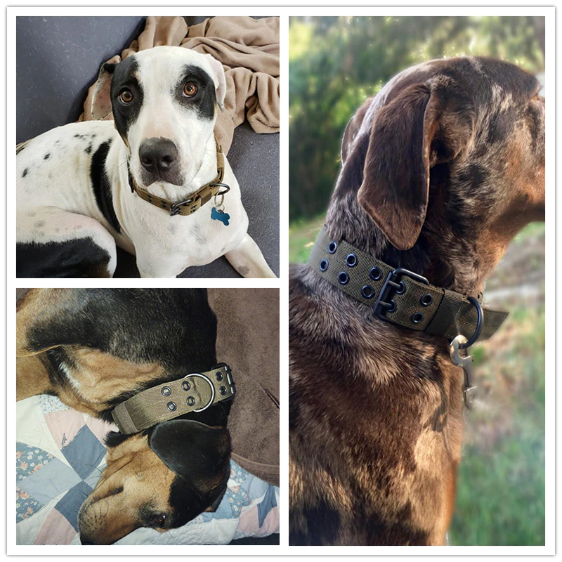 Collage of dogs outdoors using wide nylon K9 collars.