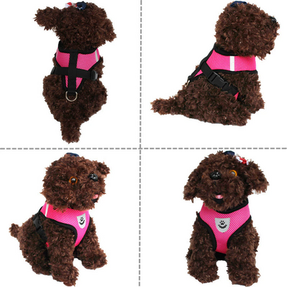 Step-by-step photo guide showing how to put the harness on a small dog.