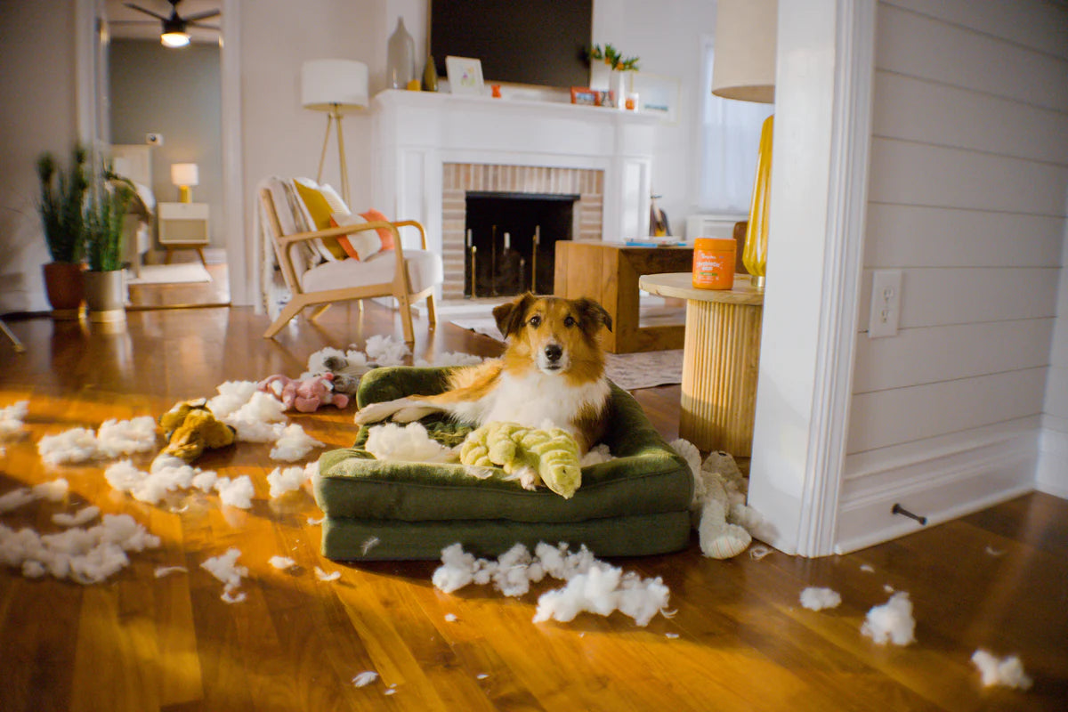 Everything for Your Pet in Clicks