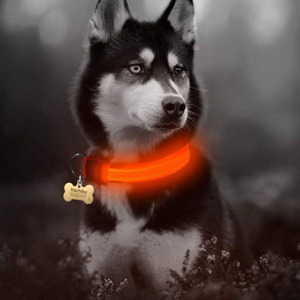 Husky in low light wearing bright orange LED collar for high visibility.