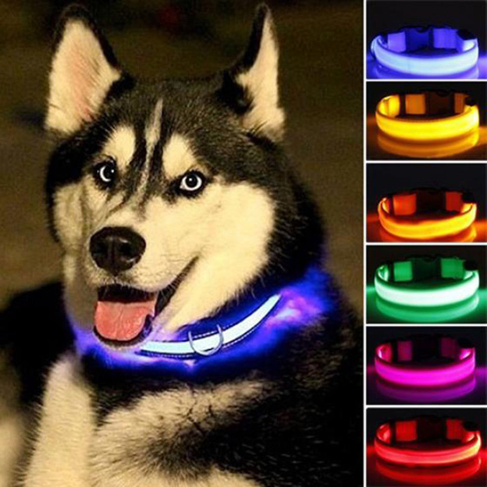Husky at night with glowing blue LED dog collar; sidebar shows multiple collar colors.