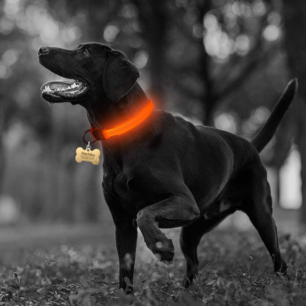 Black dog outdoors at dusk wearing illuminated orange LED safety collar.